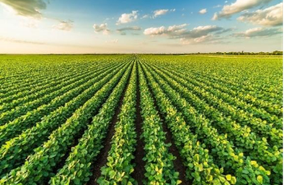 Aumento da produção de milho fortalece planejamento da próxima safra de soja