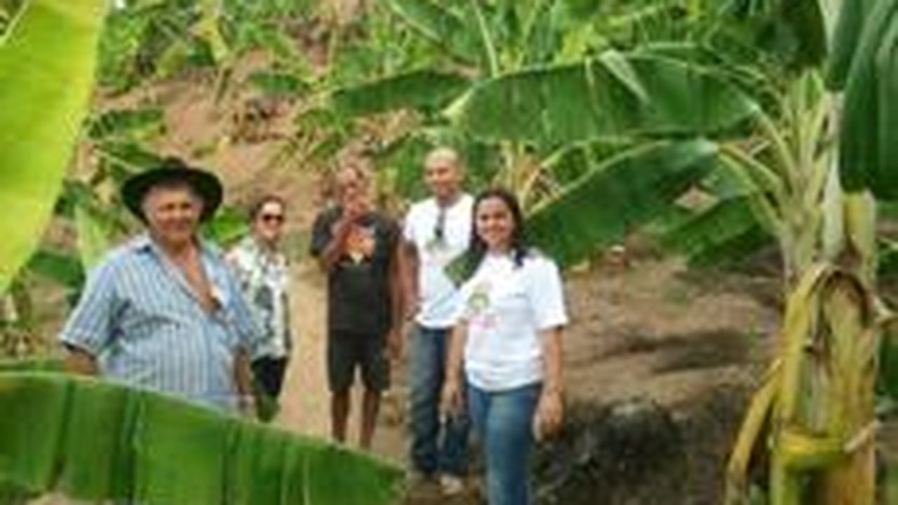 Produtores de União dos Palmares elaboram fertilizante natural para o cultivo de banana