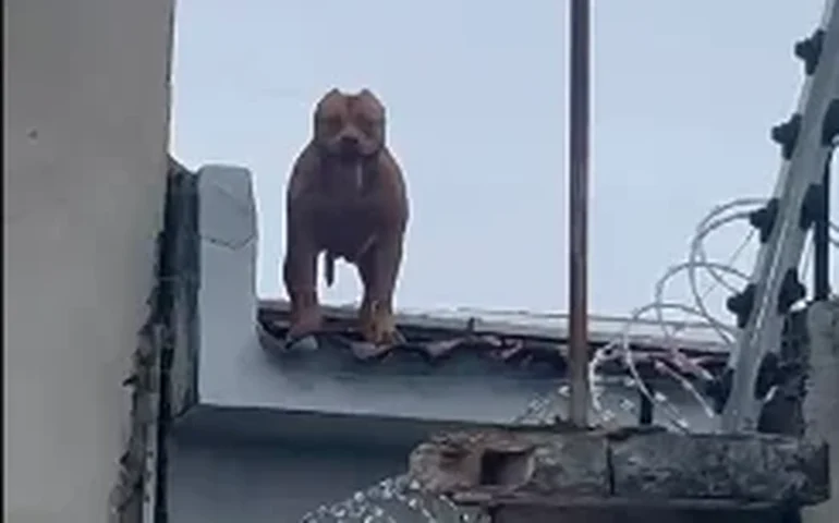 Vídeo mostra pitbull caminhando sobre telhados e assusta moradores no Centro de Arapiraca