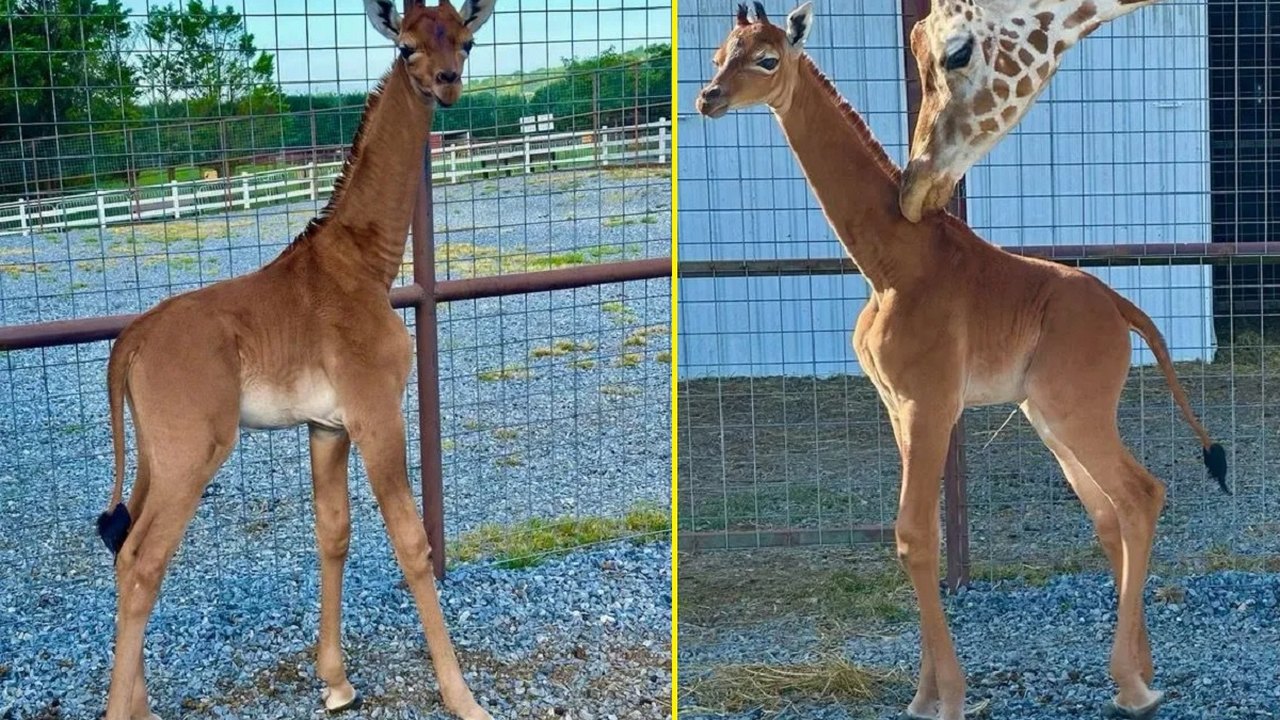 Filhote de girafa nasce sem manchas em zoológico dos Estados Unidos