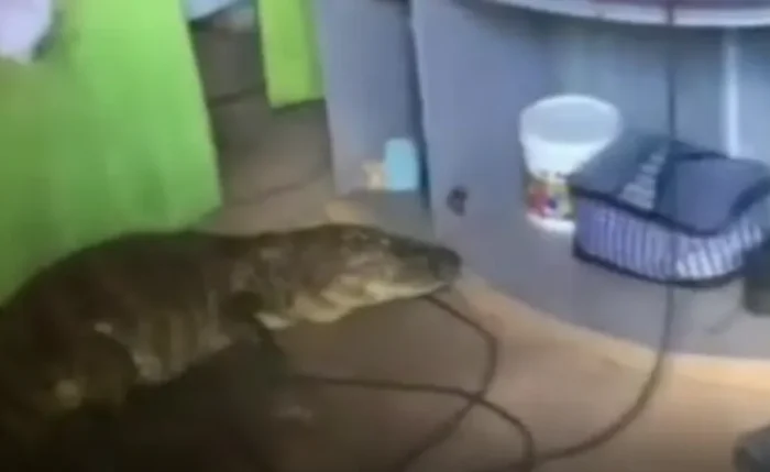 Resgate foi realizado por uma equipe do Parque Municipal, que conseguiu capturar o réptil com segurança