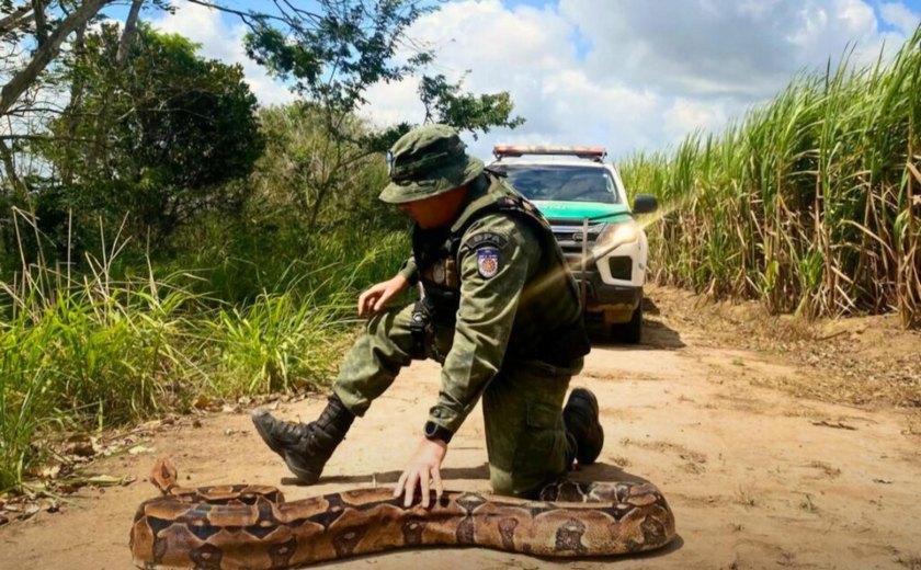 No dia Mundial dos Animais, Polícia Militar destaca a apreensão e resgate de seis mil animais silvestres em 2024