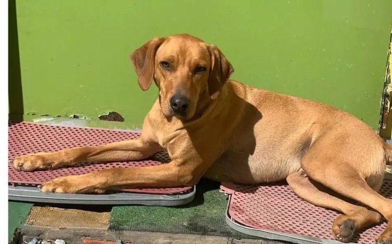 Bebê foge de casa em Belém e é encontrado de madrugada ao lado de cachorro caramelo