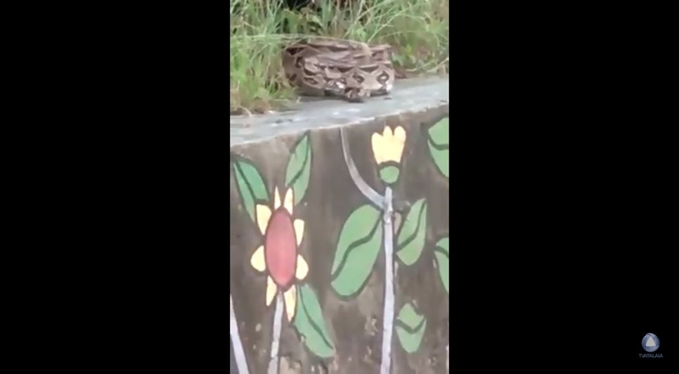 COBRA NO PARQUE DOS CAJUEIROS