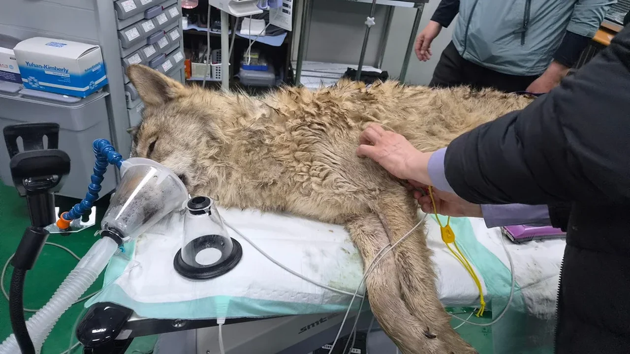 Sul-coreanos respiram aliviados com o retorno seguro do lobo que havia escapado ao zoológico