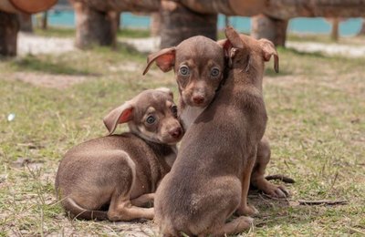 Prefeito JHC publica decreto que cria Gabinete da Causa Animal em Maceió