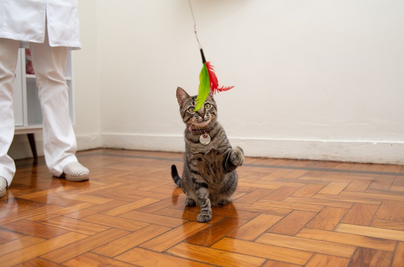 Vida em apartamento: desafios e soluções para o bem-estar dos animais de estimação