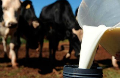 Bovinocultura de leite do médio sertão alagoano recebe incentivo com nova etapa do Prodeter