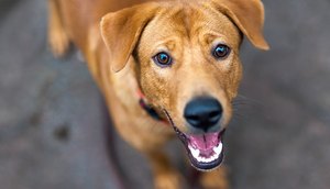 ADOÇÃO DE CÃES E GATOS