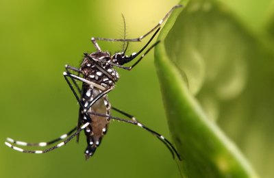 Arapiraca convoca população para o combate ao Aedes Aegypti
