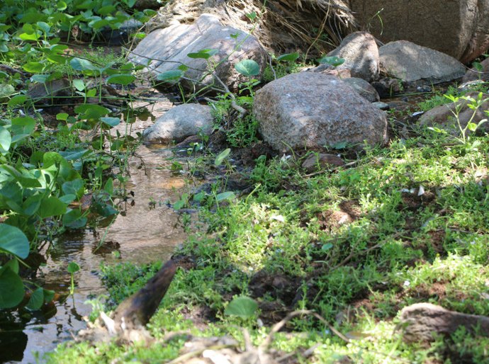 FPI descobre despejo de esgoto em Parque ecológico em Piranhas