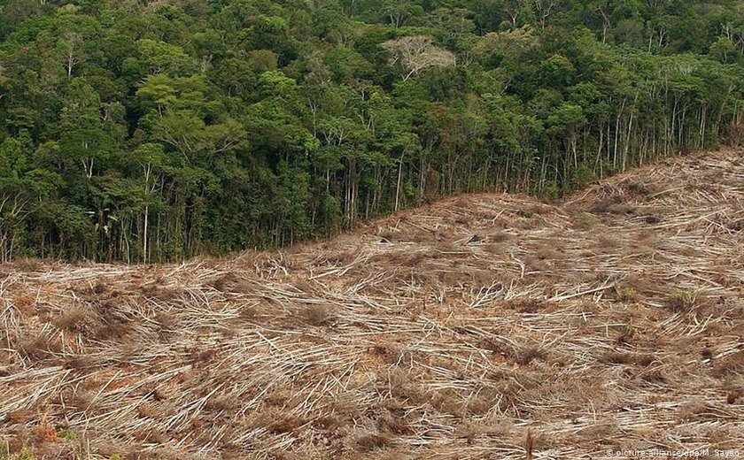 Desmatamento amazônico dobrou, mostram imagens de satélite