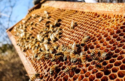 Banco do Nordeste promove evento voltado à atividade apícola no município de Minador do Negrão