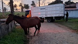 BPRv-recolhe-11-animais-soltos-em-rodovias-de-Sergipe-durante-operacao-foto-bprv-1 / Foto: Foto: BPRv