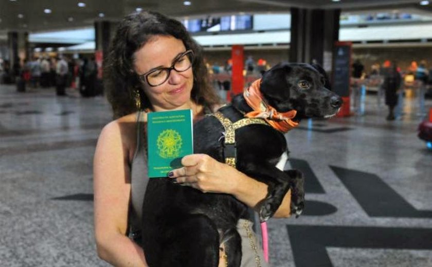 Cães e gatos devem ter documentação específica para viagens internacionais