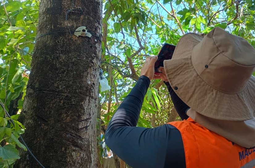 Saiba como identificar árvores com risco durante o período chuvoso