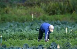 Agricultura urbana gera economia e melhora saúde dos consumidores