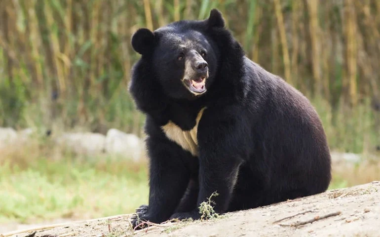 Um urso rebelde busca sua liberdade na Colômbia 