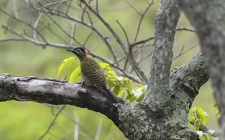 Respira, contrai, martela: estudo revela como pica-paus suportam impactos 400 vezes mais fortes que a gravidade