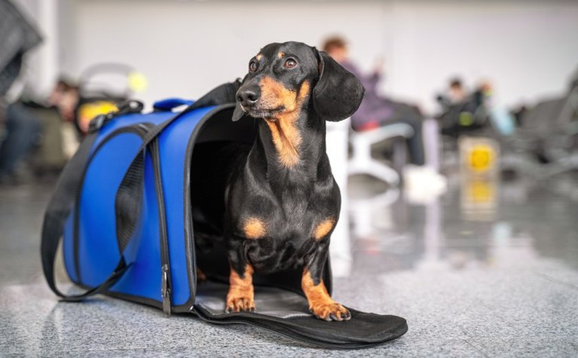 Viajar com pets para Europa agora ficou mais fácil