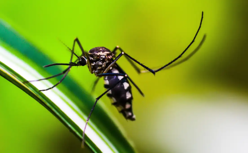 Podemos ter mais casos graves de dengue neste ano, diz secretário de Saúde de SP