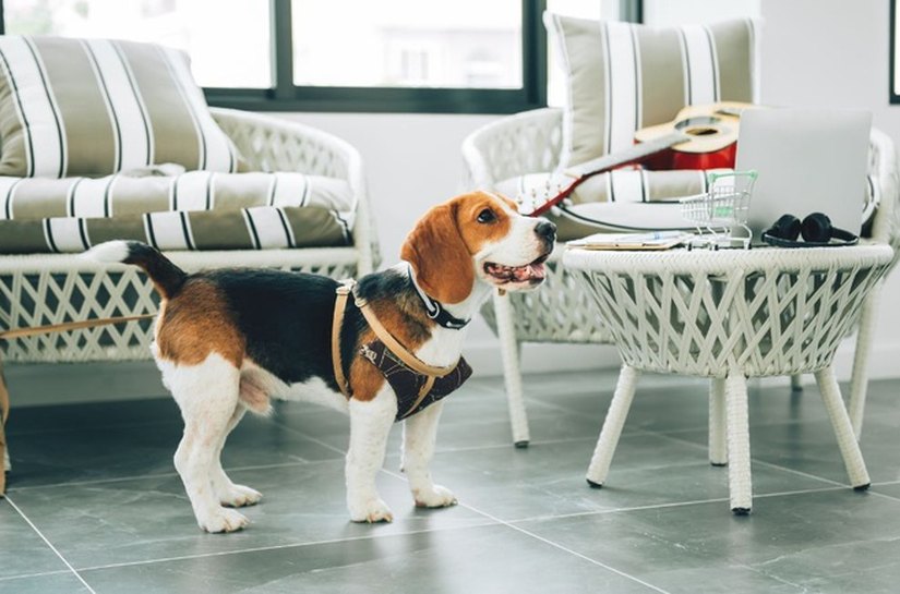 Prazo para responder pesquisa sobre turismo pet friendly termina nesta terça, 30