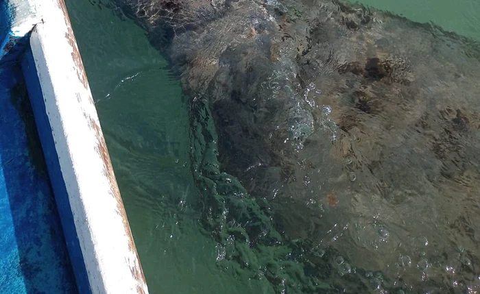 Flagrante mostra molestamento de peixes-bois na Praia da Pajuçara