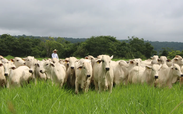 Mesa Brasileira da Pecuária Sustentável propõe recomendações para aprimorar programa brasileiro de recuperação de pastagens