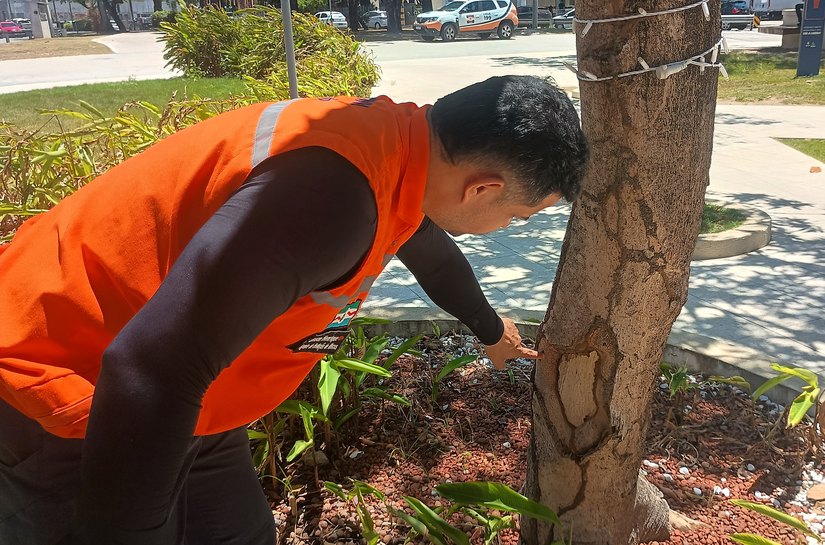 Mais 10 mil de espaços arborizados serão vistoriados pela Defesa Civil de Maceió