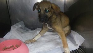 Cachorrinha atropelada