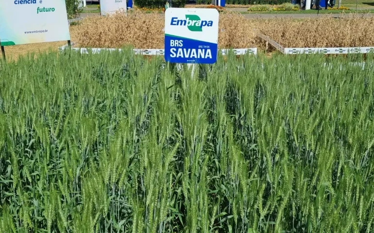 Trigo: novas cultivares da Embrapa ampliam perspectivas de expansão da triticultura no Cerrado