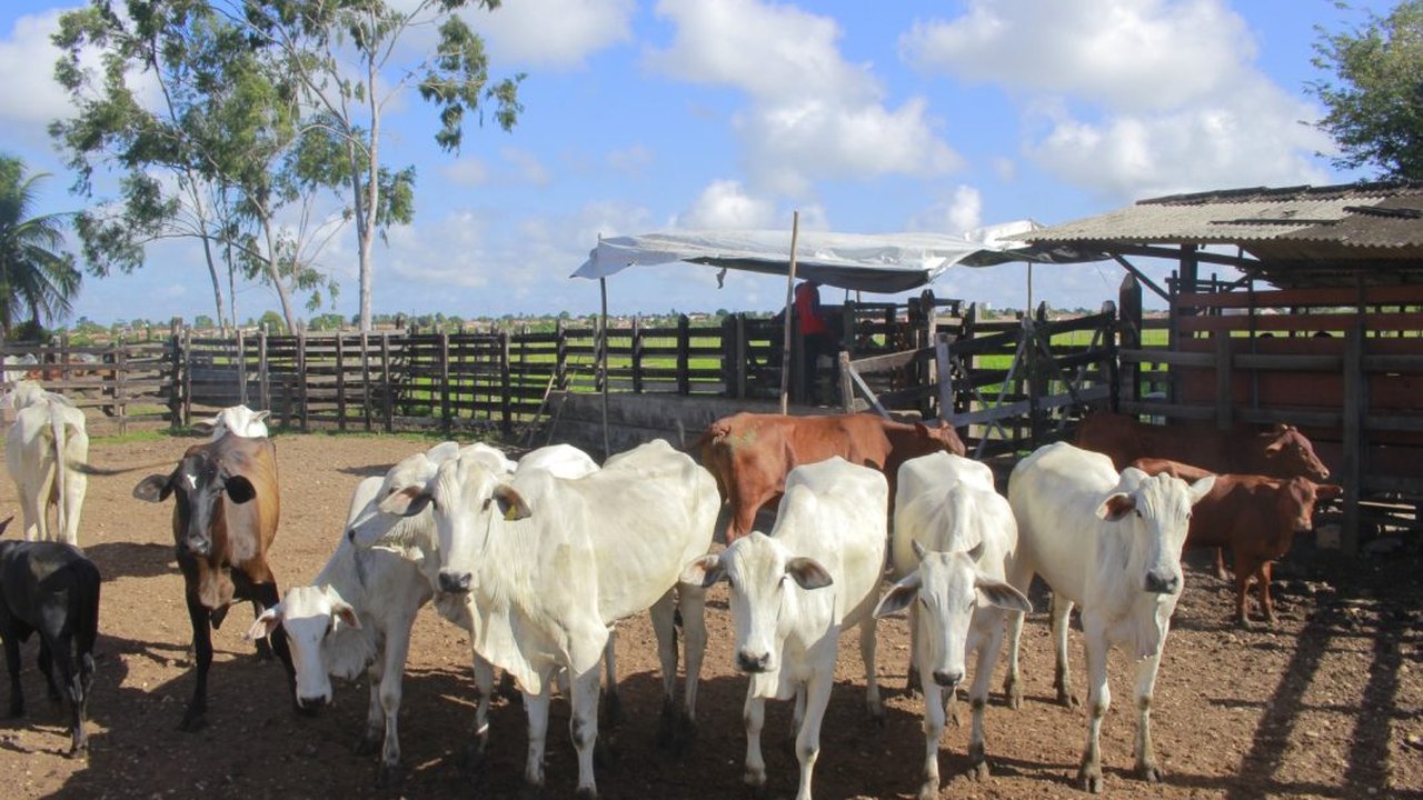 Programa Mais Pecuária Brasil beneficia criadores de gado de Penedo