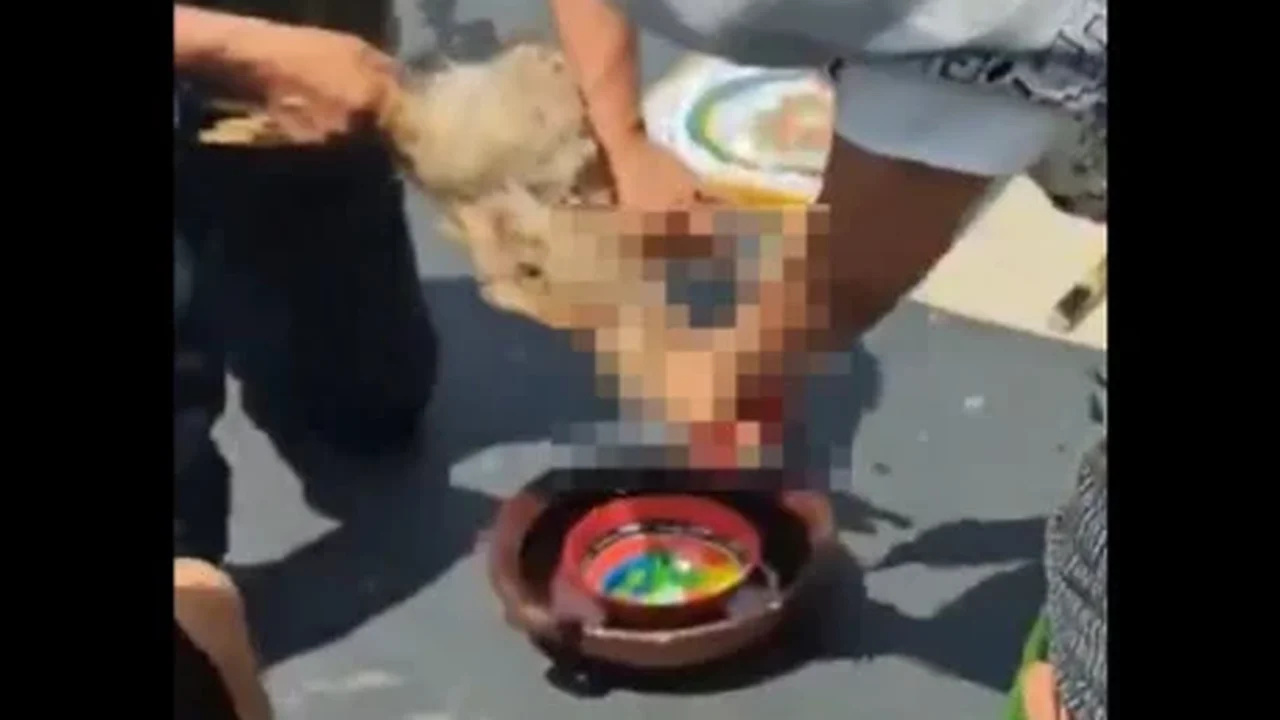 Transmitido nas redes, sacrifício de uma galinha no Senado provoca escândalo no México