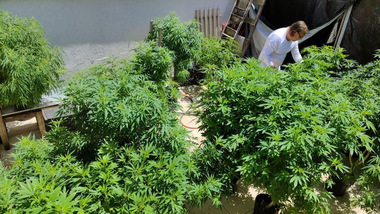Descriminalização da maconha: Brasil retomará debate e pode seguir onda favorável nas Américas