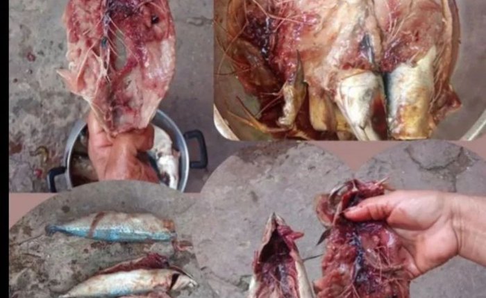 Detalhes das imagens divulgadas nas redes sociais