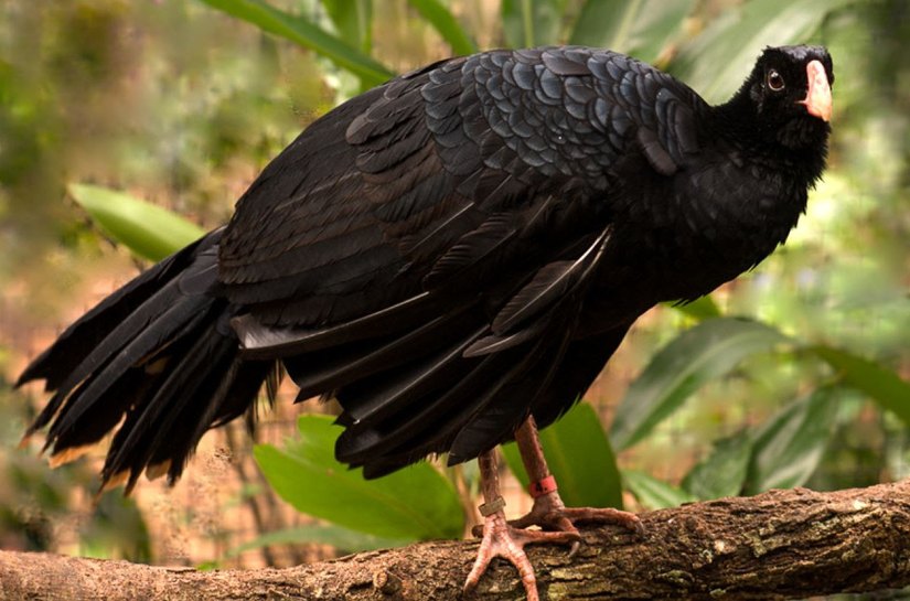 Salva da extinção, ave Mutum-de-alagoas ganha exposição no Parque Shopping