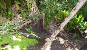 quintal leshmaniose