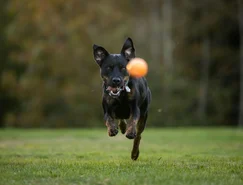 Conheça os caminhos para desenvolver a inteligência dos cães - Pexels (2).jpg 