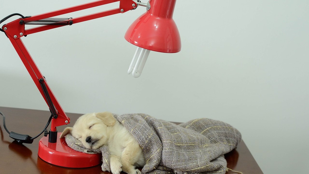 Boa iluminação promove conforto visual para os pets