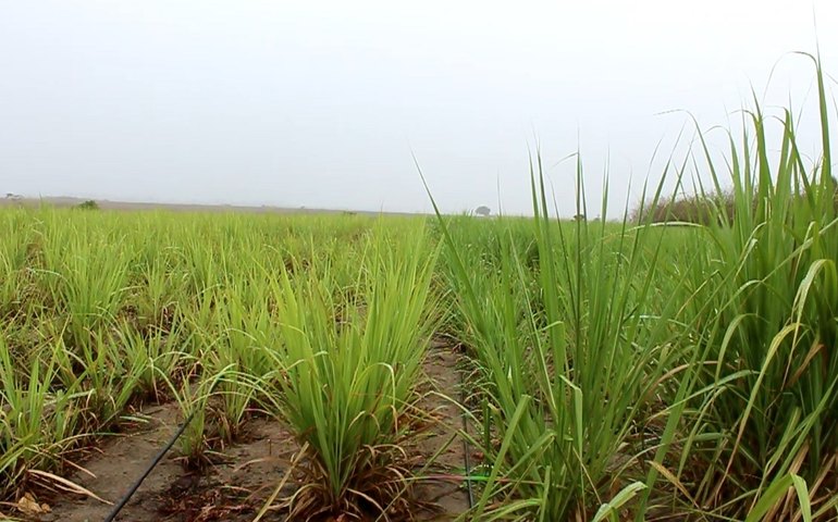 Projeto de irrigação por gotejamento de Pindorama deve dobrar produção do canavial