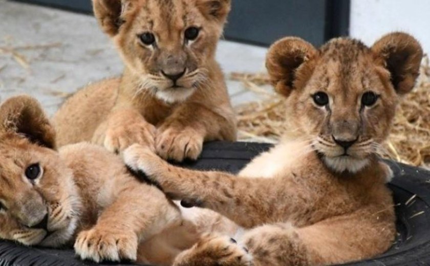 Filhotes de leão são resgatados após bombardeios na Ucrânia