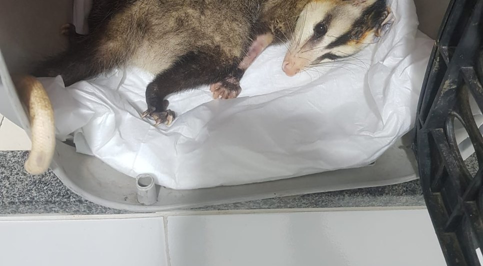 b85509b9719d923d38ceabd951d2cdf6.jpg / Foto: Foto: assessoria de comunicação Adema