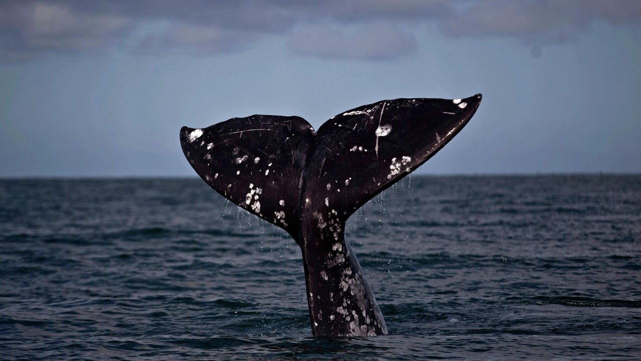 Mídia: Marinha britânica confundiu flatulências de baleia com drones submarinos russos