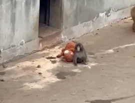 Macaco que viralizou senta-se com sua 'mãe' de pelúcia após ser abandonado