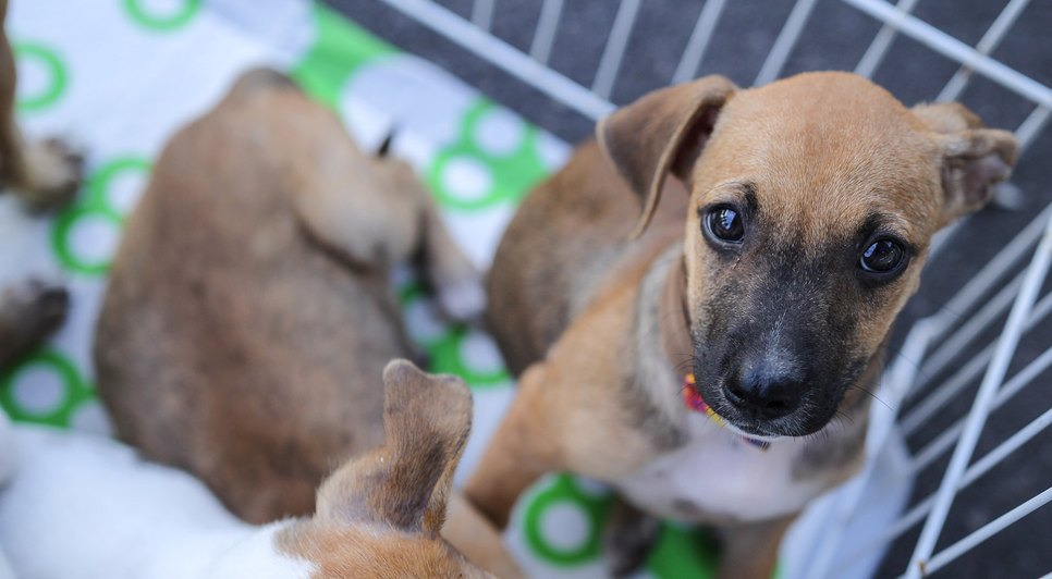Shopping promove campanha de adoção animal em Aracaju neste sábado