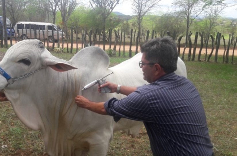 Campanha de vacinação contra aftosa em Alagoas é aberta em Cacimbinhas