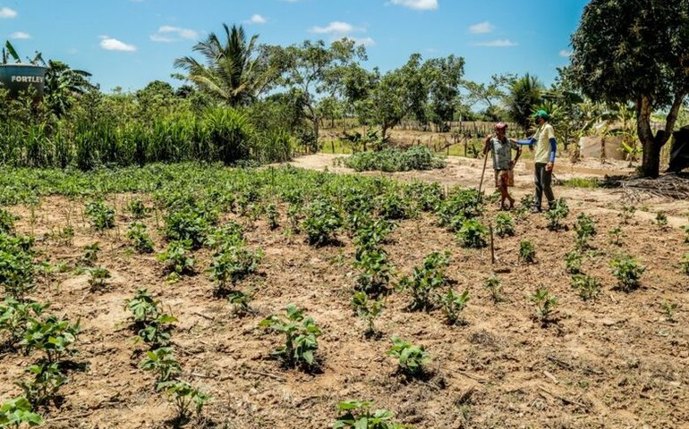 Produtos da agricultura familiar de Penedo vencem chamada pública do Ifal