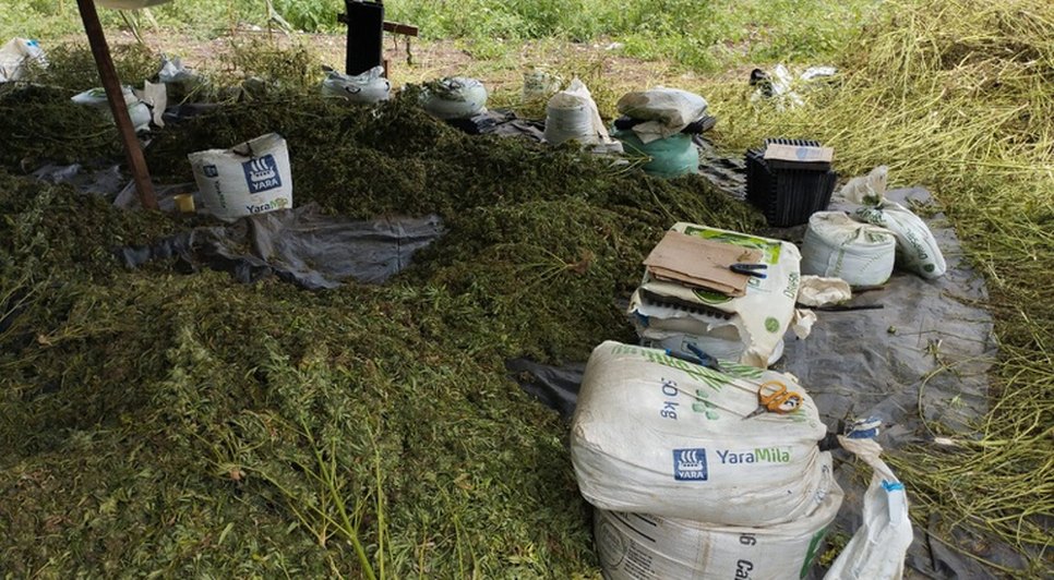 Operação Carcará apreendeu duas toneladas do entorpecente. Foto: Reprodução/Internet.