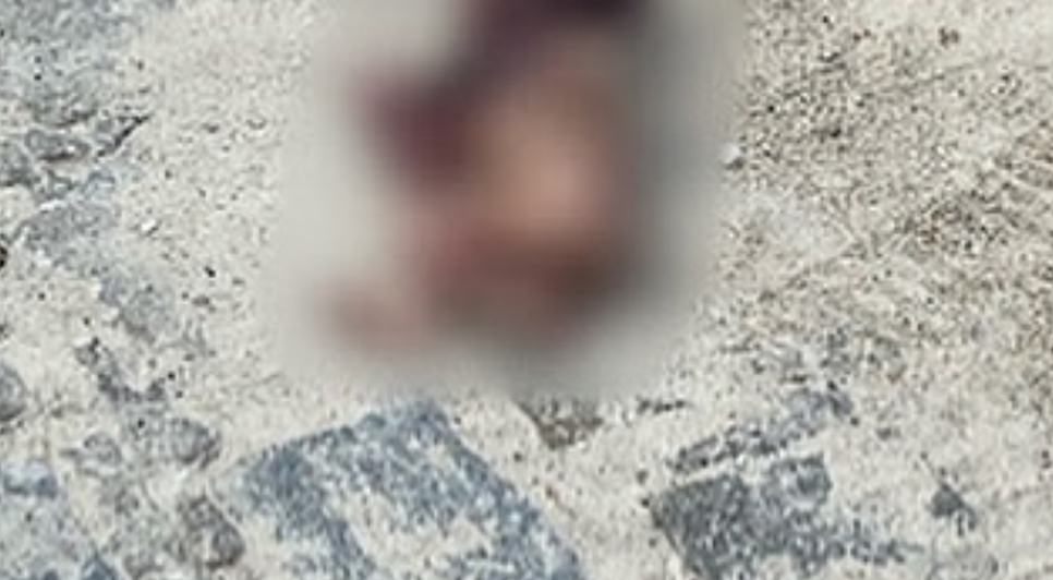 Cachorro encontra feto jogado em saco de lixo no Sul Sergipano