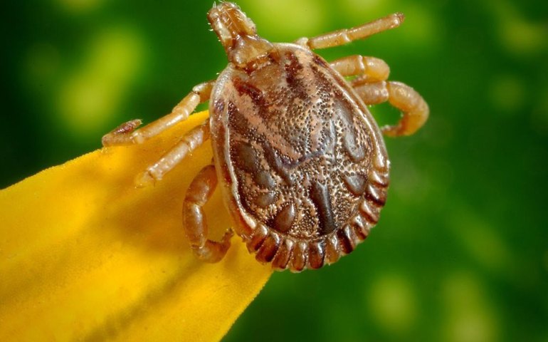 Stock Car anuncia casos de febre maculosa após etapa e alerta para possíveis contágios